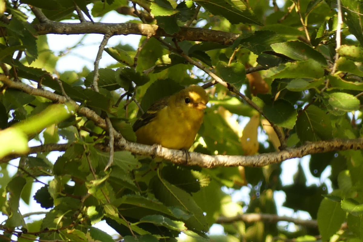 Western Tanager - ML644365075