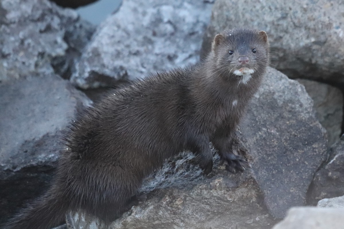 Visone americano - ML644365079