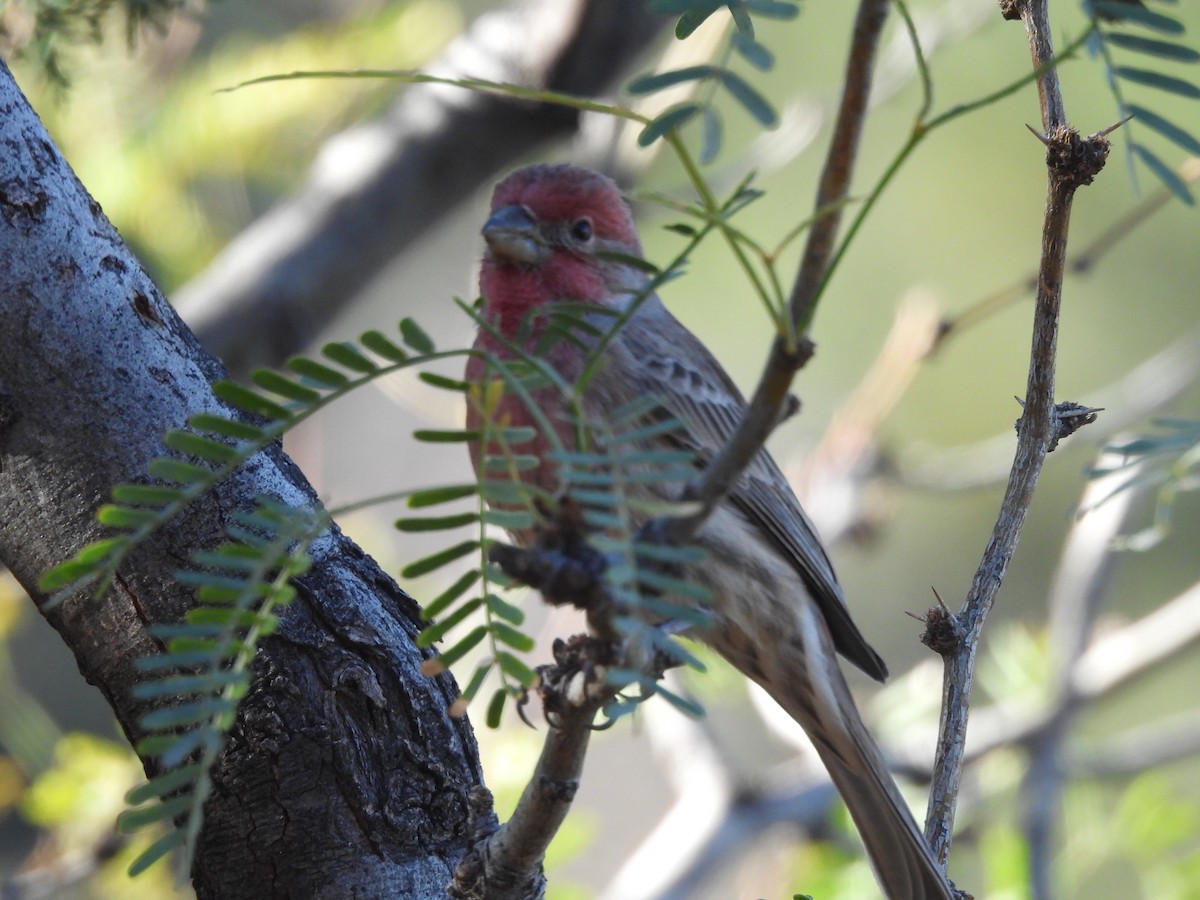 House Finch - ML644365082