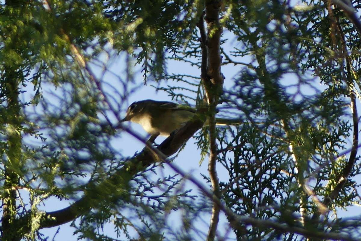 ニシフタスジモズモドキ - ML644365084