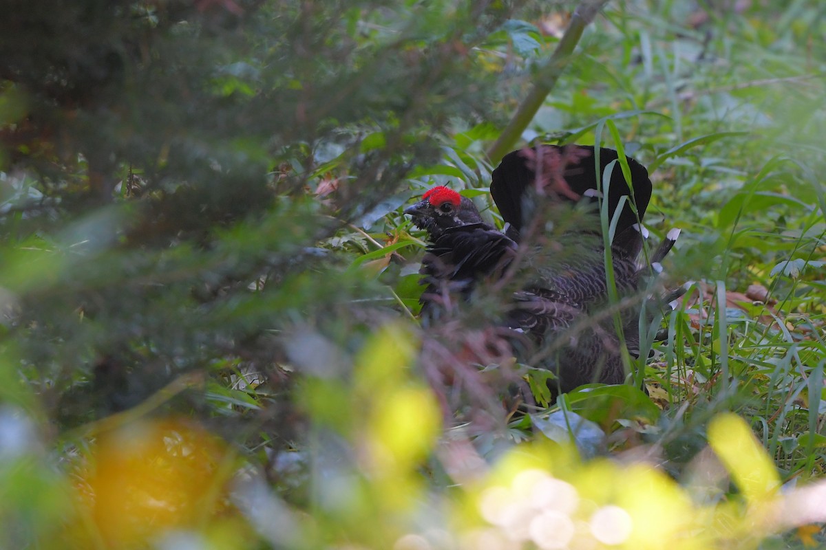 Spruce Grouse - ML644365085