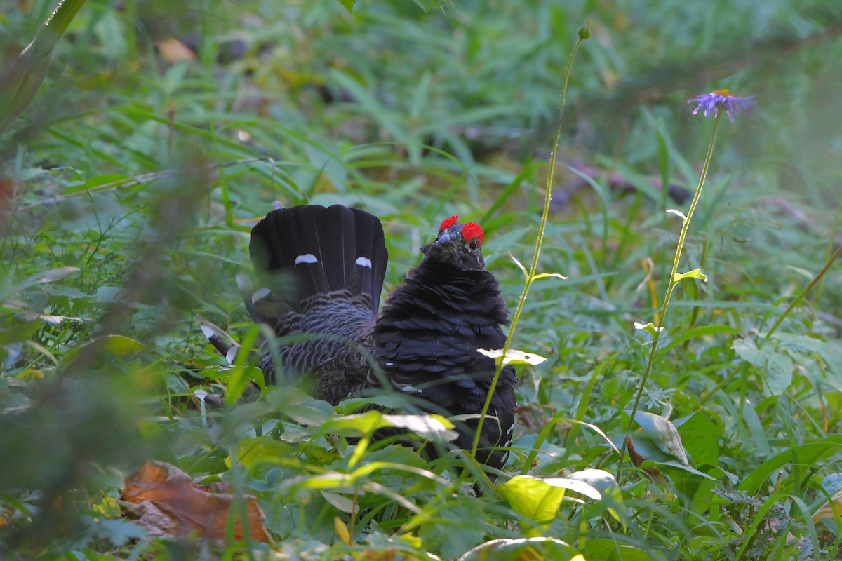 Spruce Grouse - ML644365086