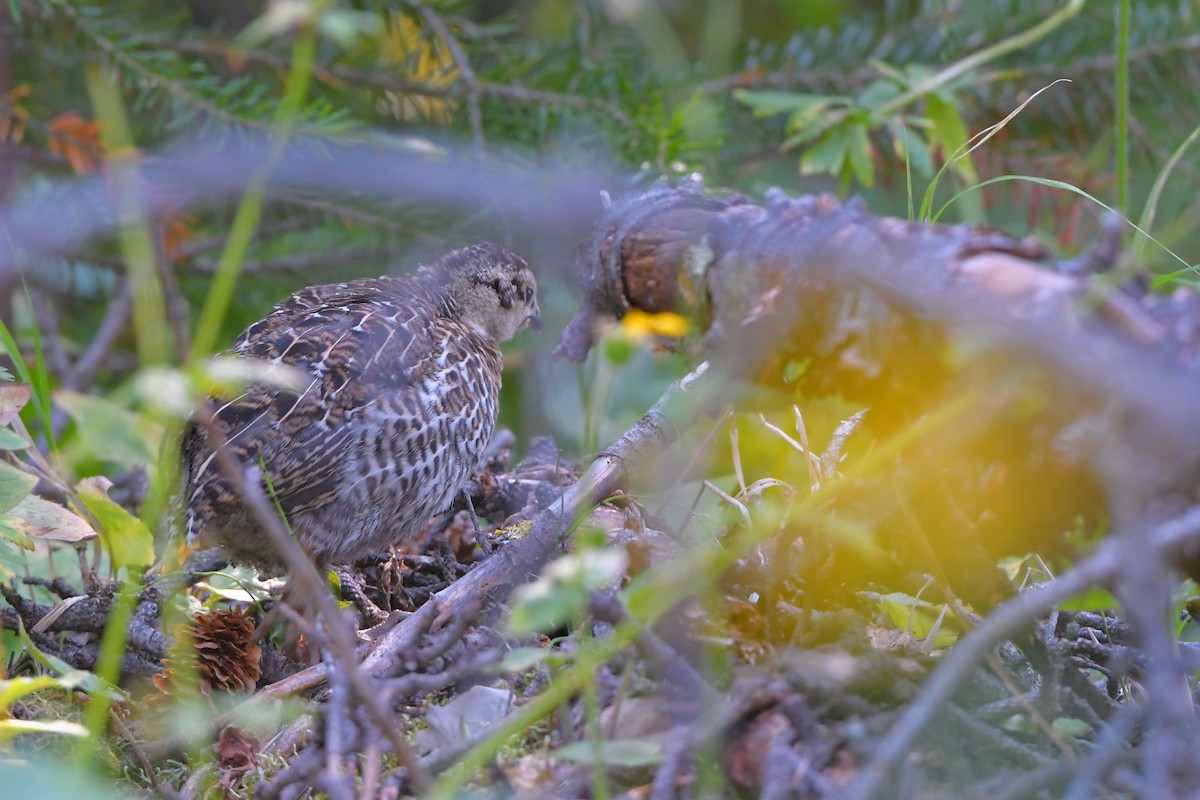 Spruce Grouse - ML644365087