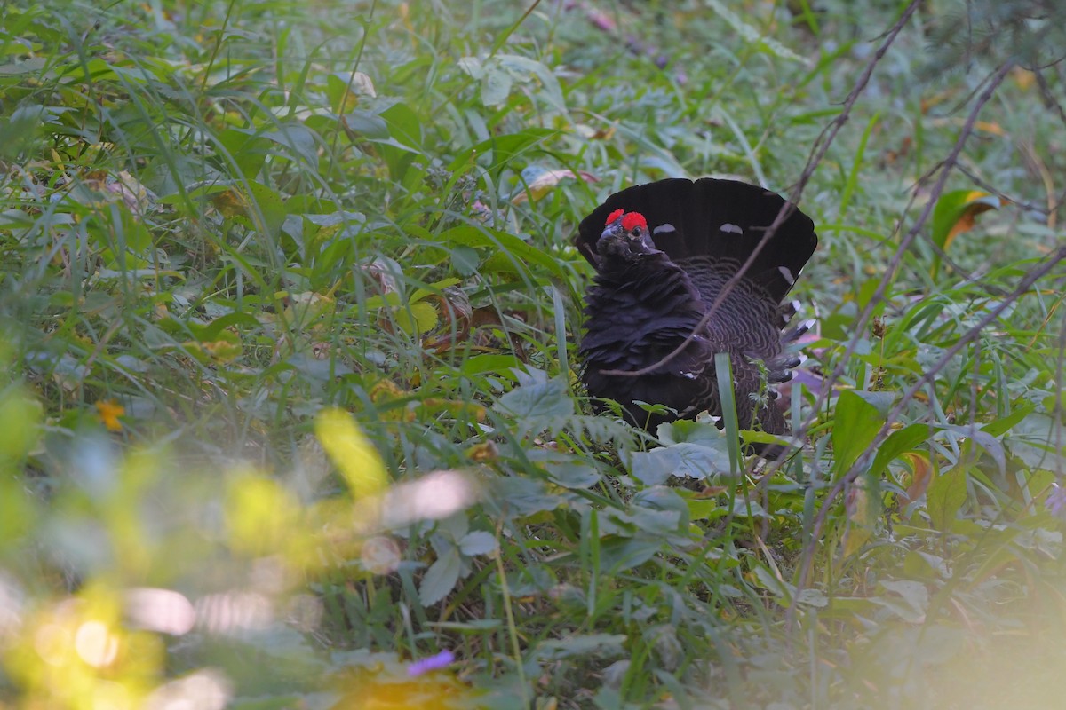 Spruce Grouse - ML644365088