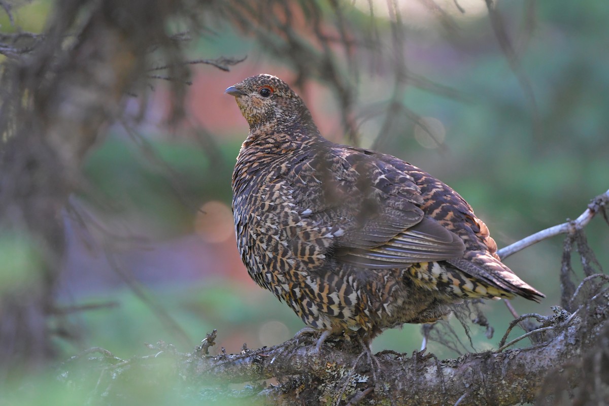 Spruce Grouse - ML644365089