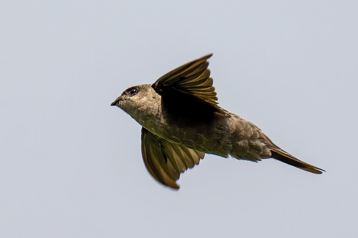 Asian Palm Swift - ML644365091