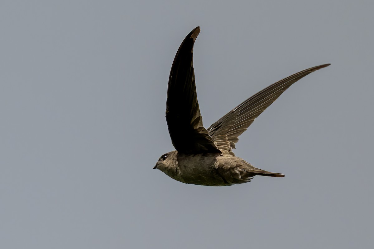 Asian Palm Swift - ML644365092