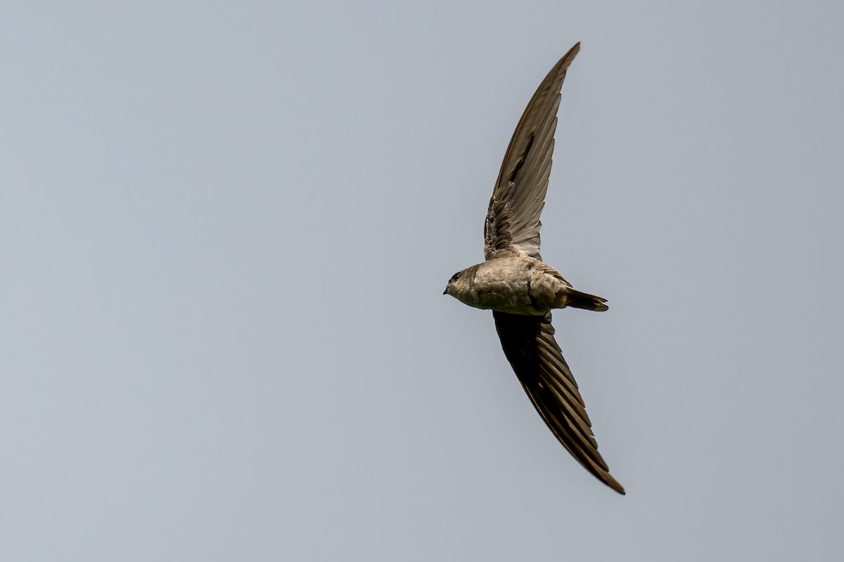 Asian Palm Swift - ML644365093