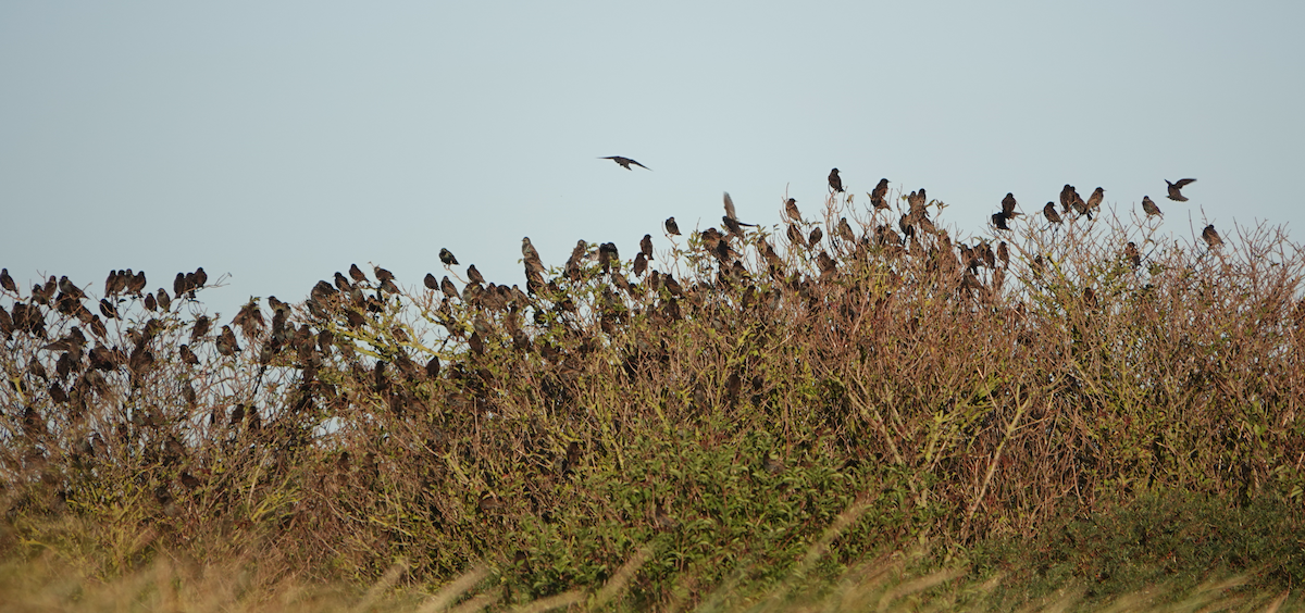 European Starling - ML644365094