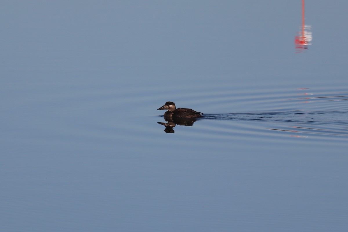 Surf Scoter - ML644365095