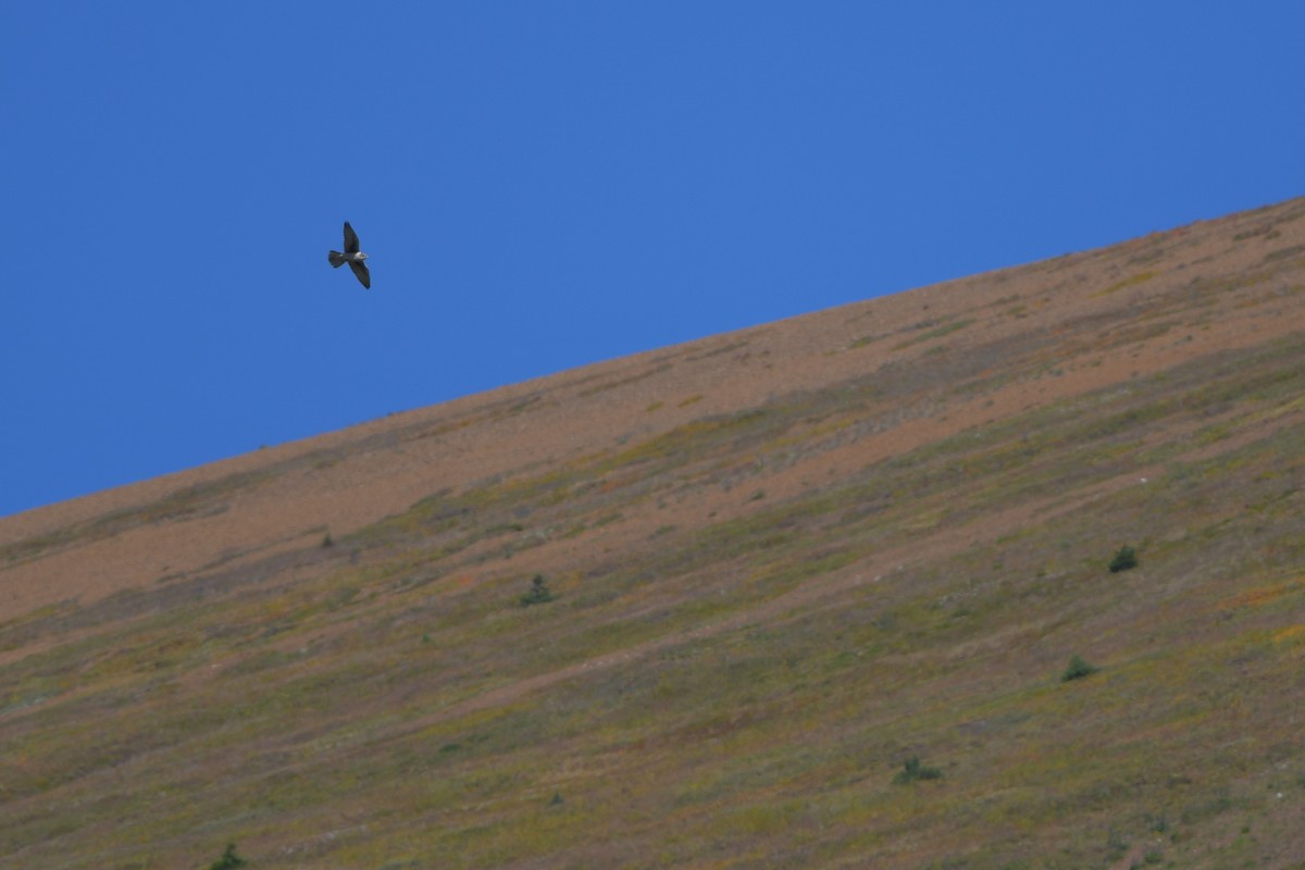 Prairie Falcon - ML644365099