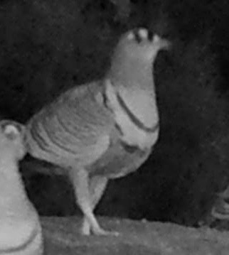 Ganga de Lichtenstein - ML644365105