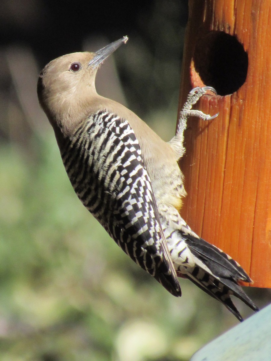 Pic des saguaros - ML644365106