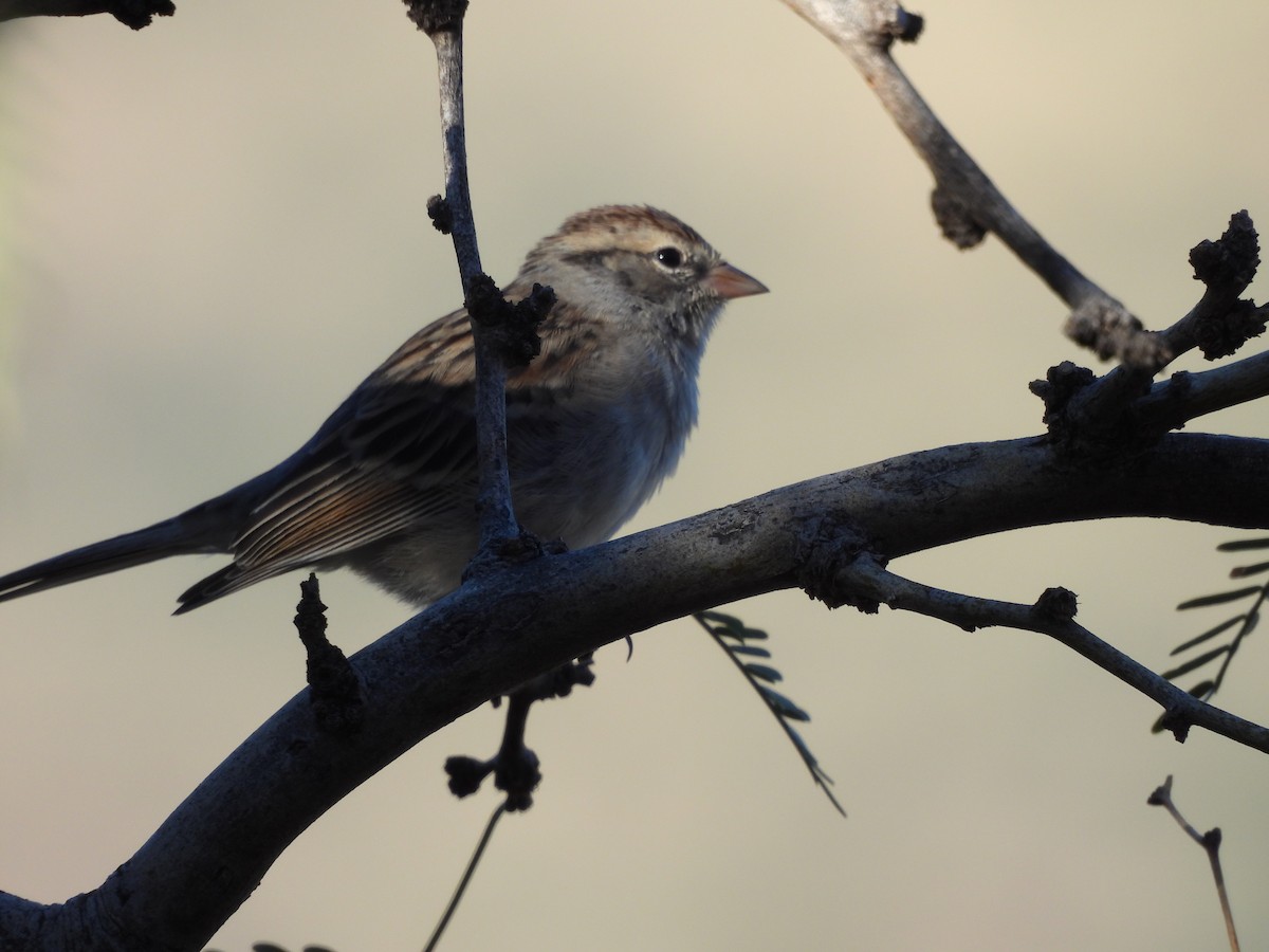 Chipping Sparrow - ML644365108