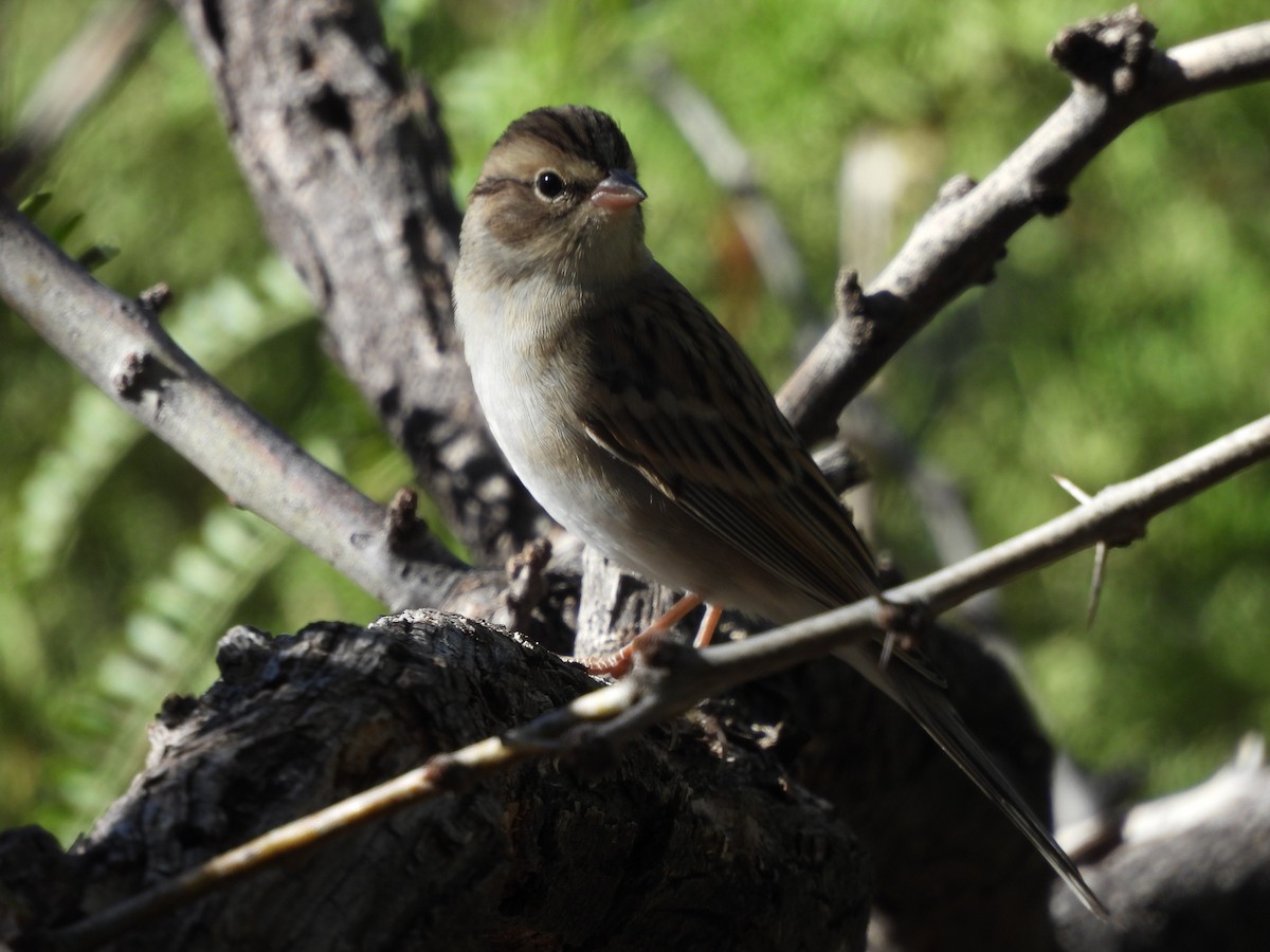 Chipping Sparrow - ML644365111