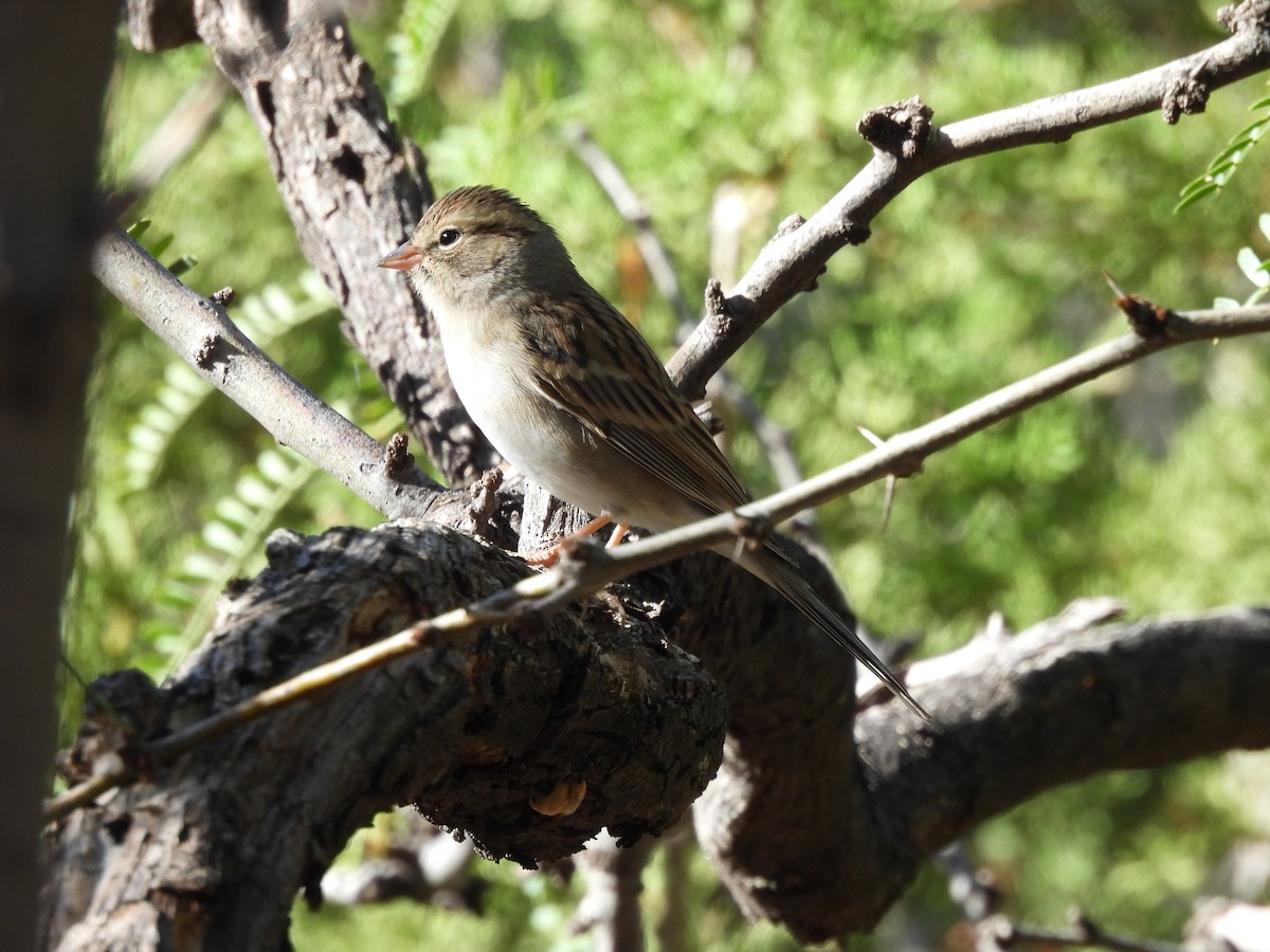 Chipping Sparrow - ML644365112