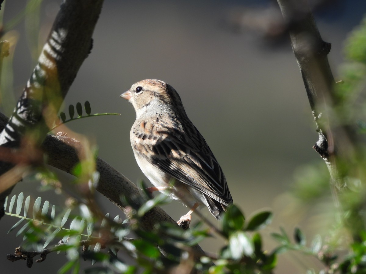 Chipping Sparrow - ML644365113