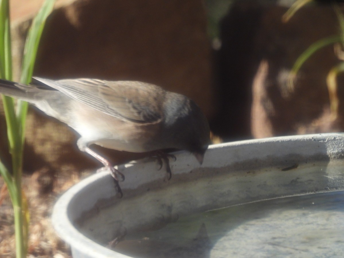 Dark-eyed Junco - ML644365120
