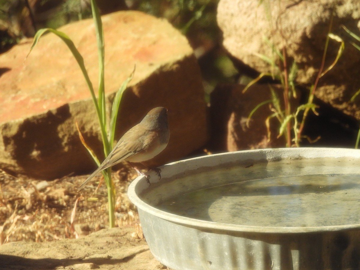 Dark-eyed Junco - ML644365121