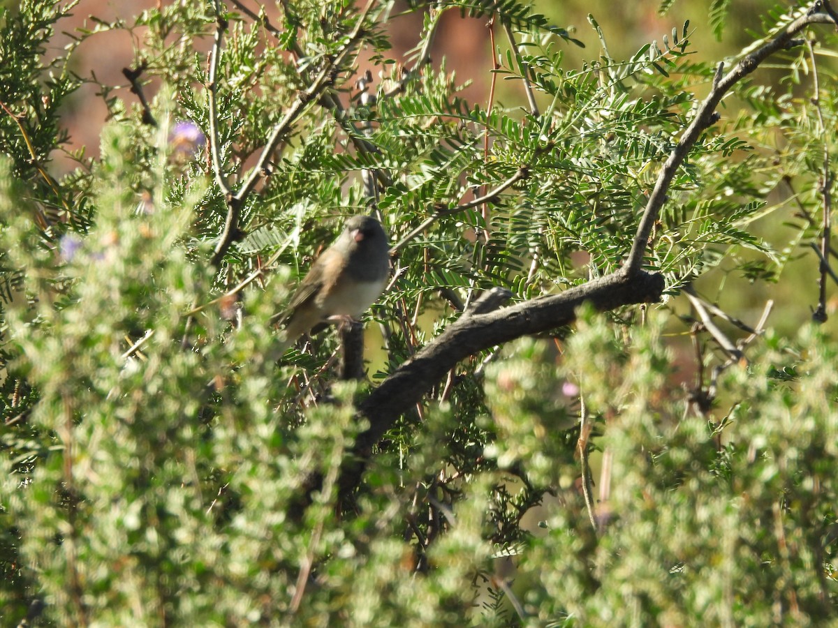Dark-eyed Junco - ML644365122