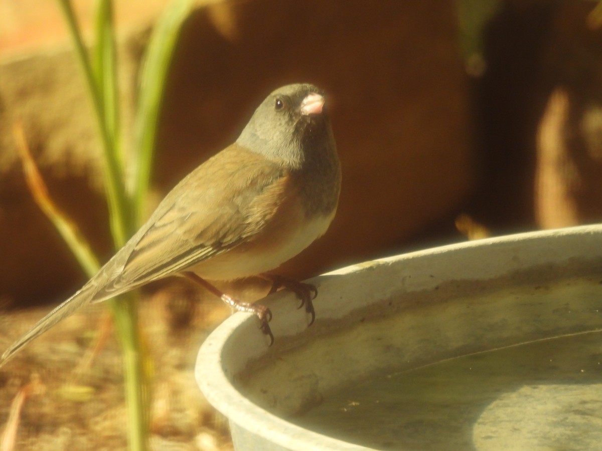 Dark-eyed Junco - ML644365123