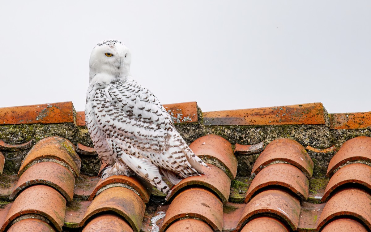 Snowy Owl - ML644365132