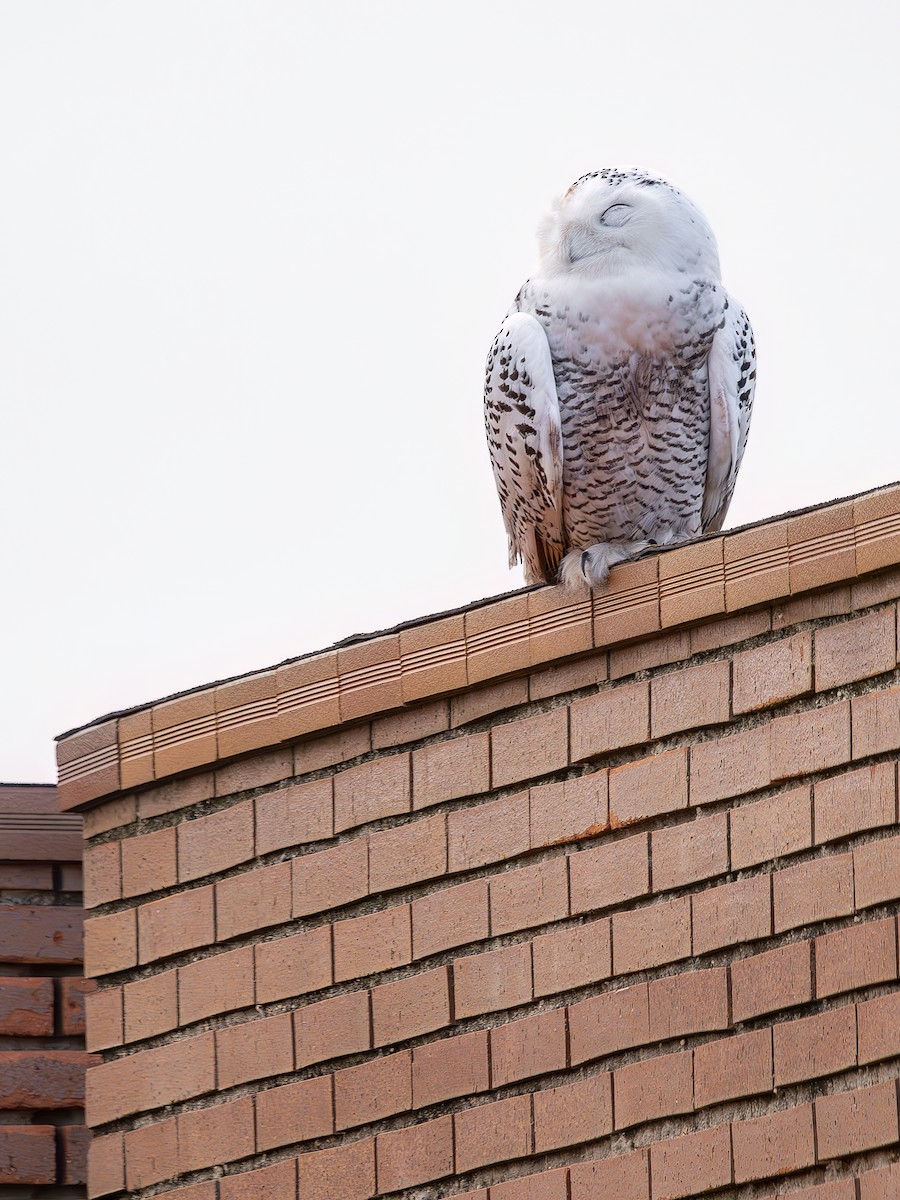 Snowy Owl - ML644365133