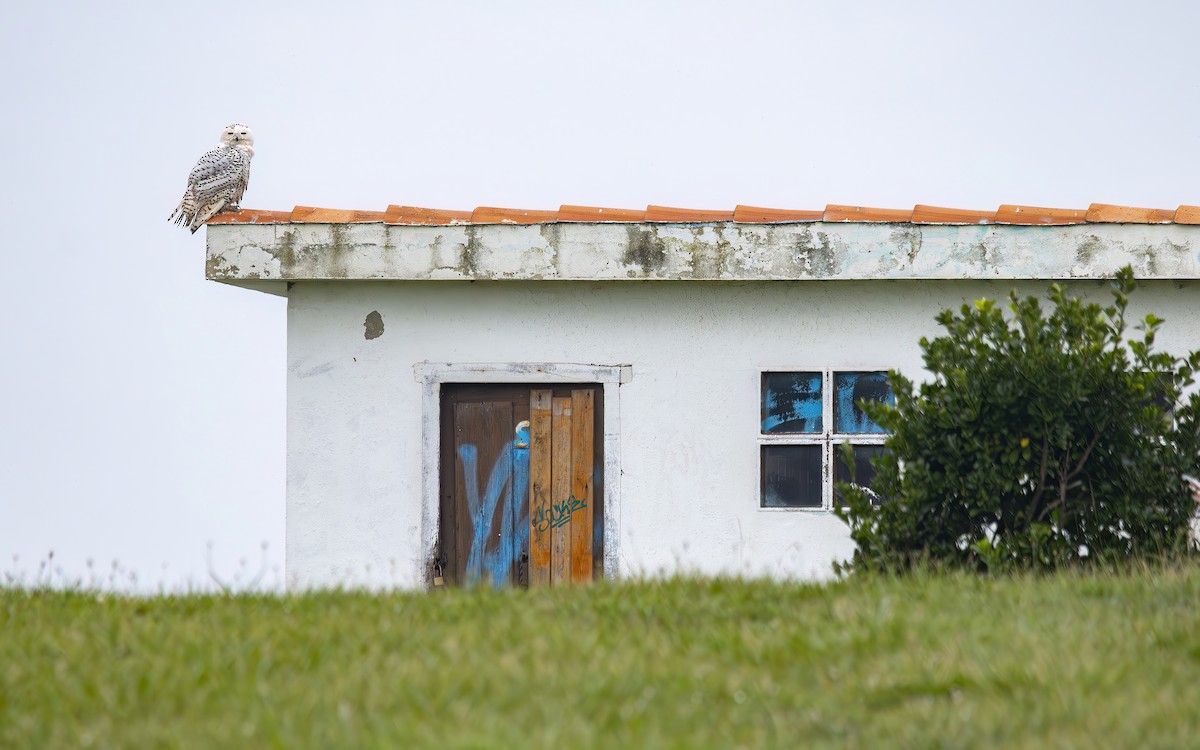 Snowy Owl - ML644365135