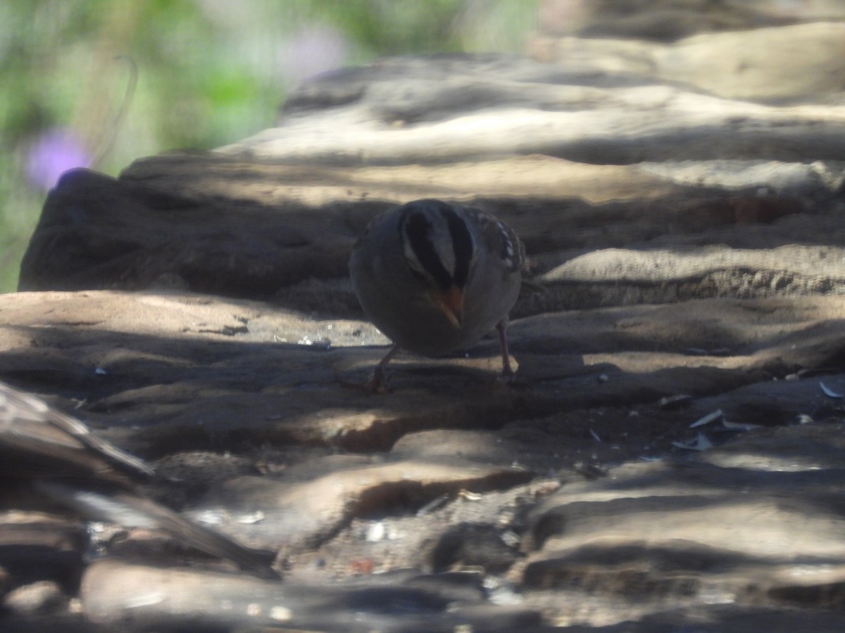 White-crowned Sparrow - ML644365139