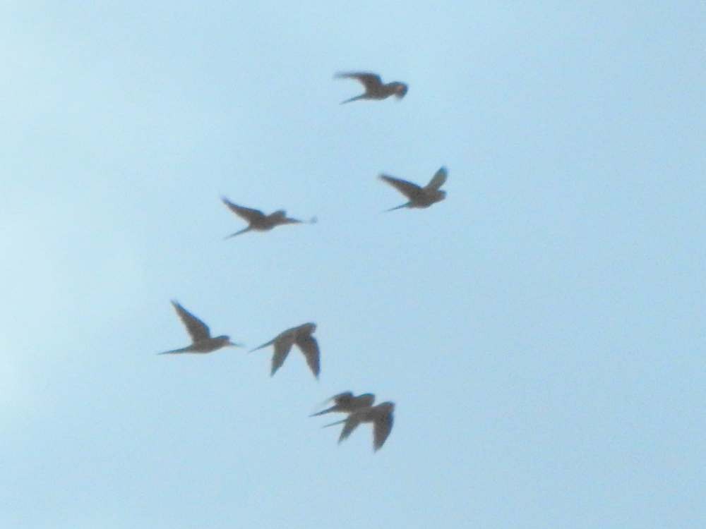 Scarlet-fronted Parakeet - ML644365145