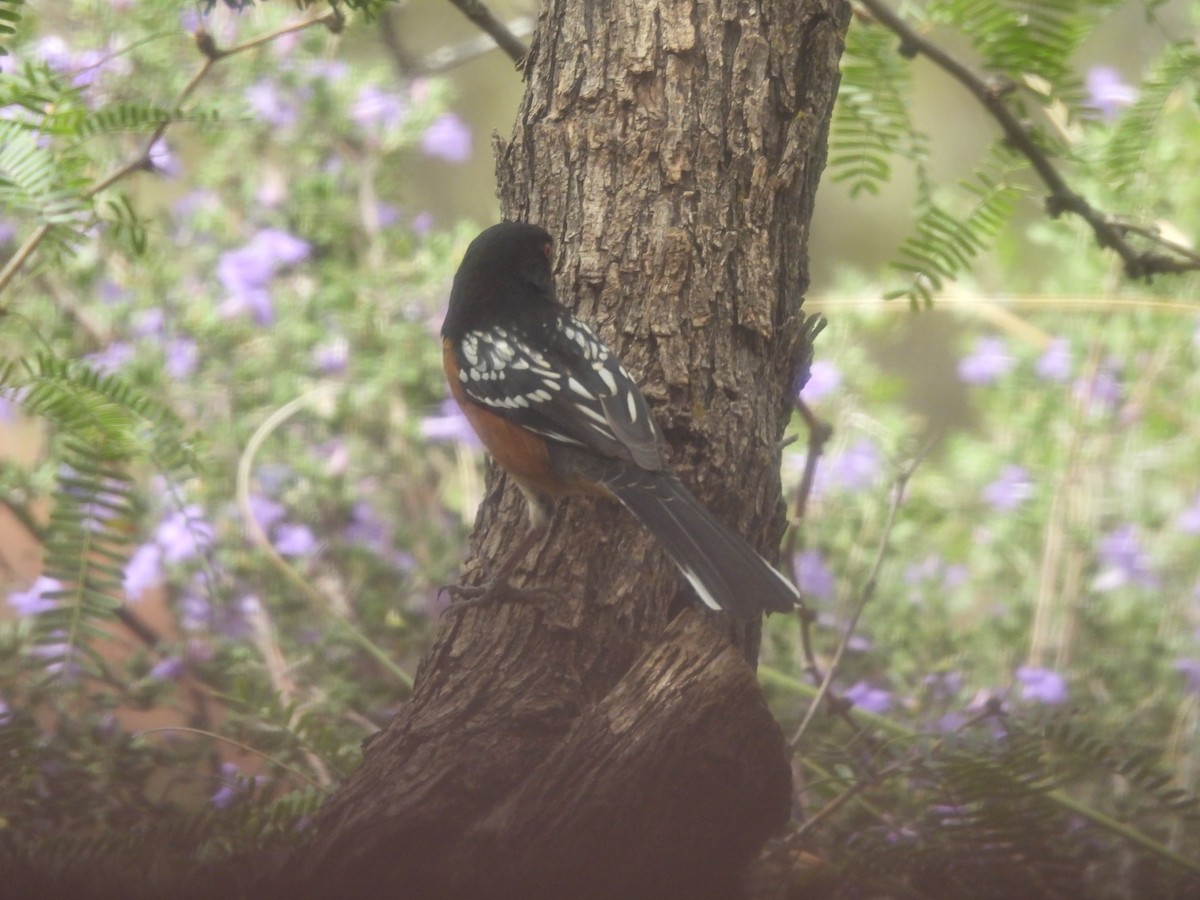 Spotted Towhee - ML644365151