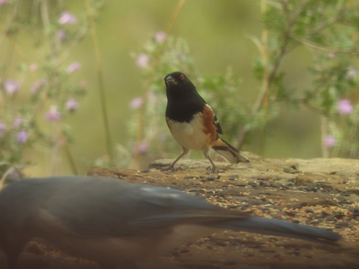 Spotted Towhee - ML644365152