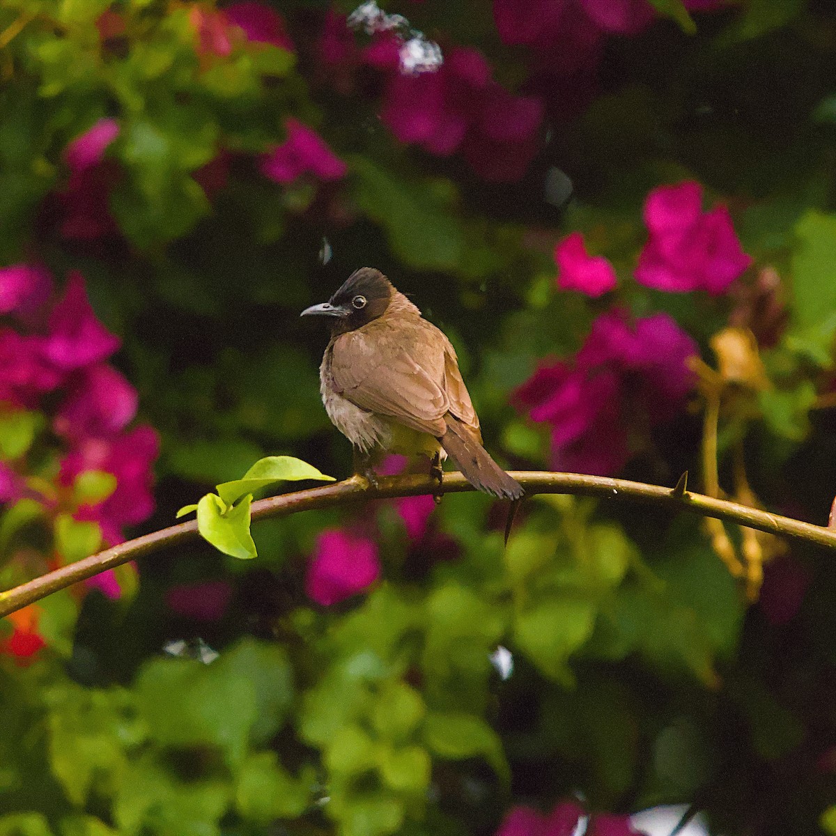 בולבול אפריקני - ML644365153