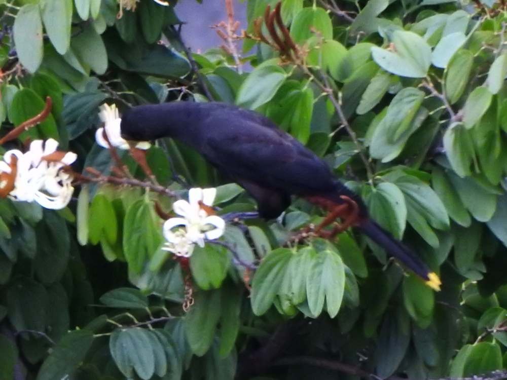 カンムリオオツリスドリ - ML644365157