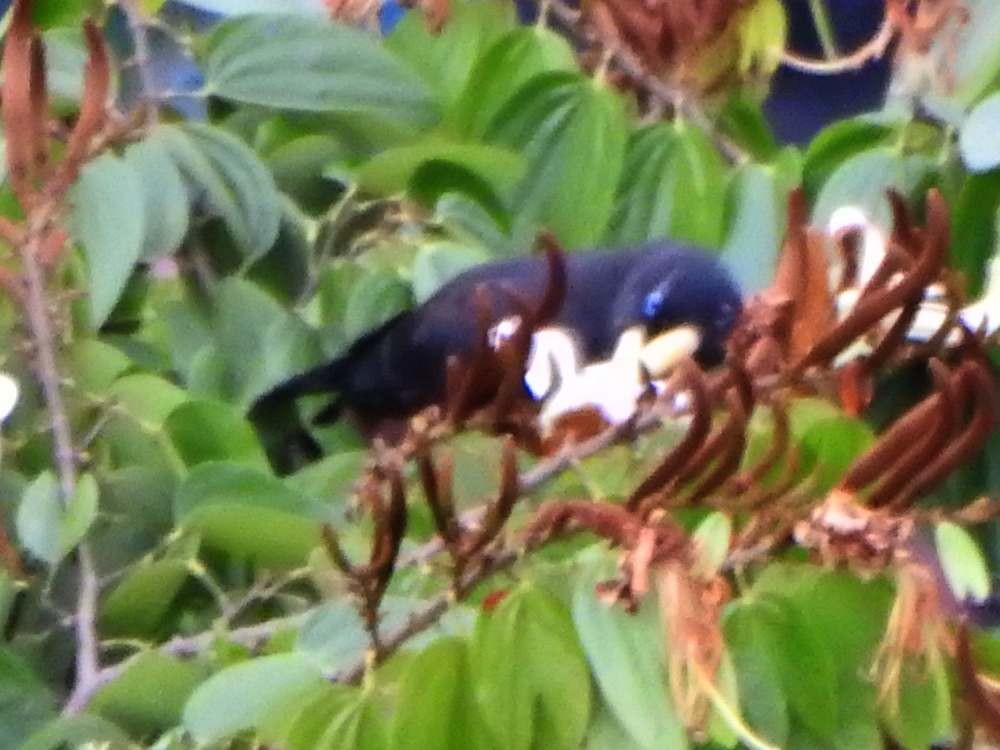 カンムリオオツリスドリ - ML644365159