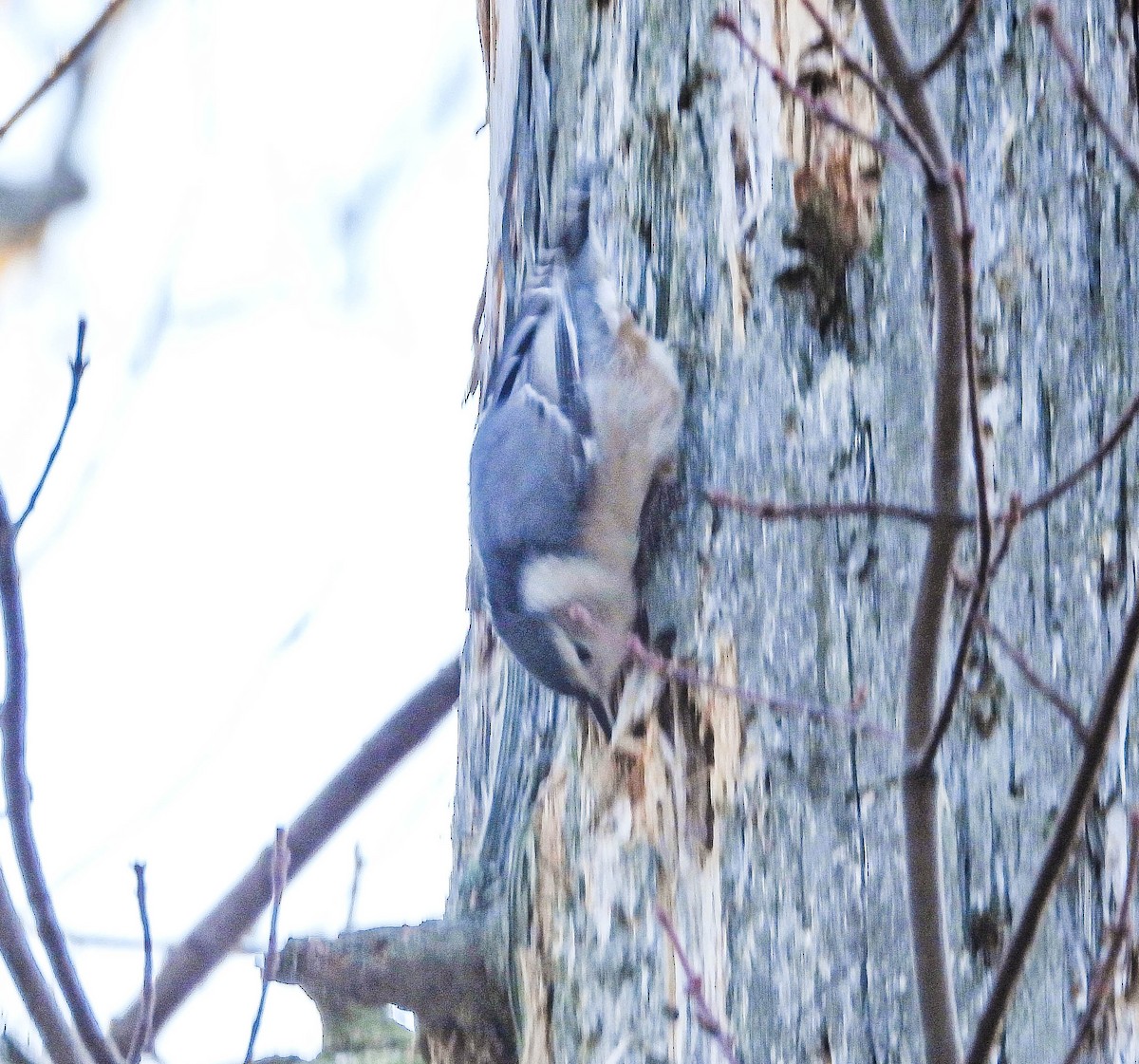 White-breasted Nuthatch - ML644365170