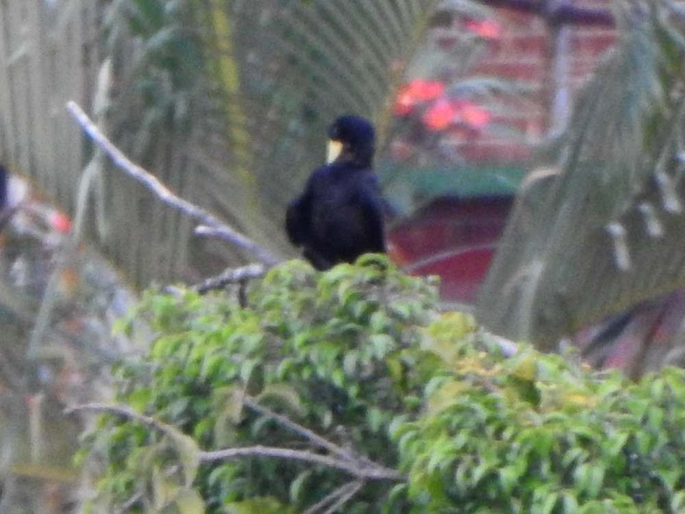 カンムリオオツリスドリ - ML644365171