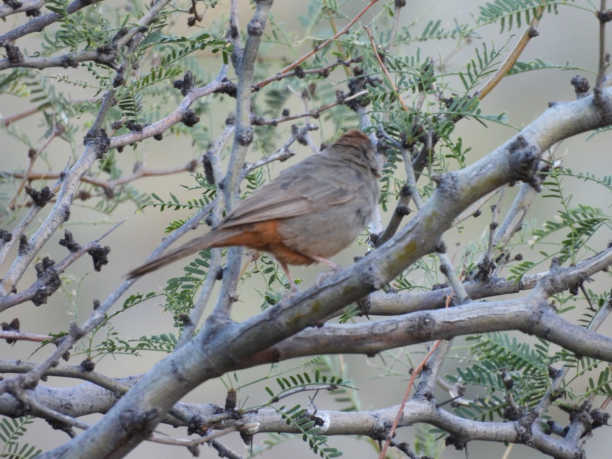Canyon Towhee - ML644365172
