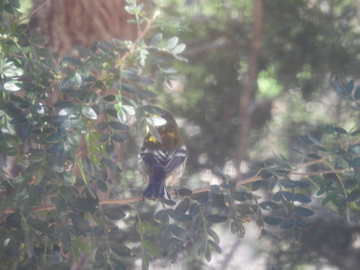Townsend's Warbler - ML644365188