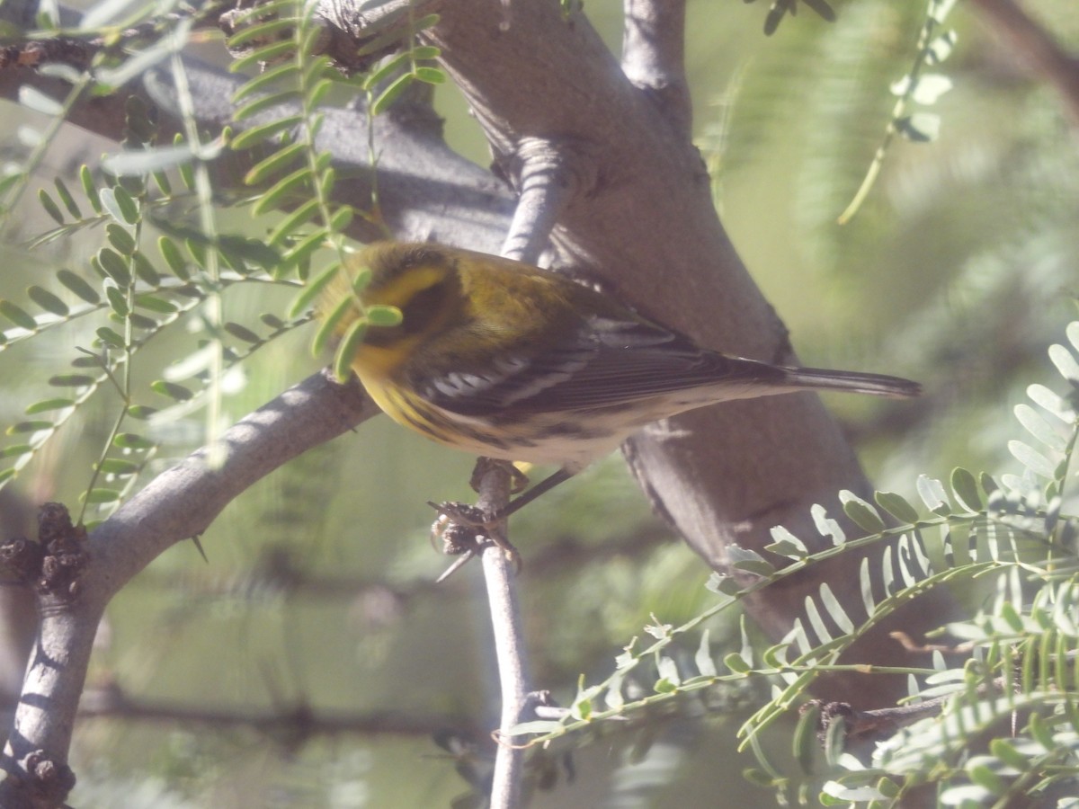 Townsend's Warbler - ML644365189