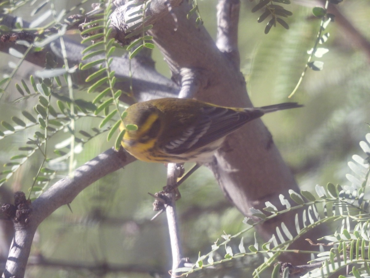 Townsend's Warbler - ML644365191