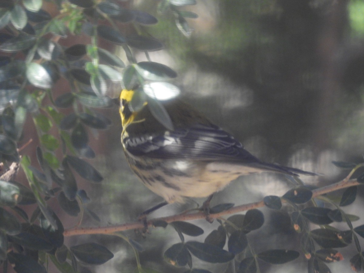 Townsend's Warbler - ML644365192