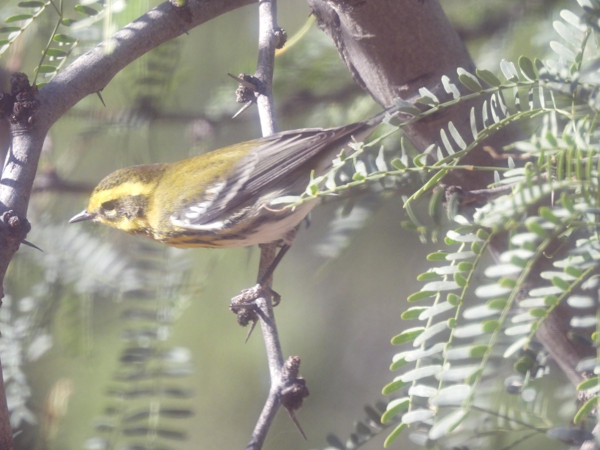 Townsend's Warbler - ML644365193
