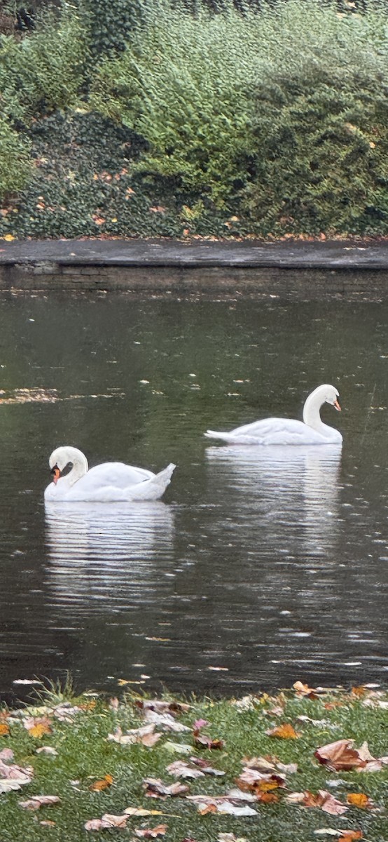 Mute Swan - ML644365198