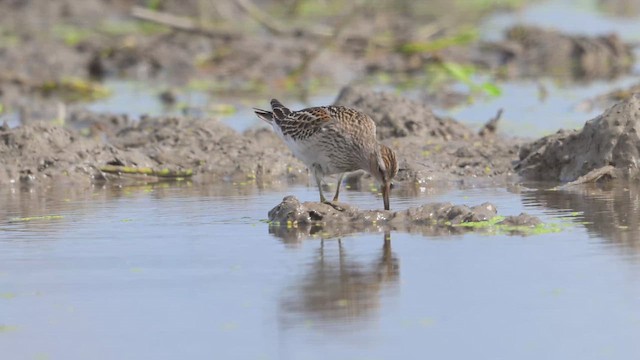 Дутыш - ML644365203