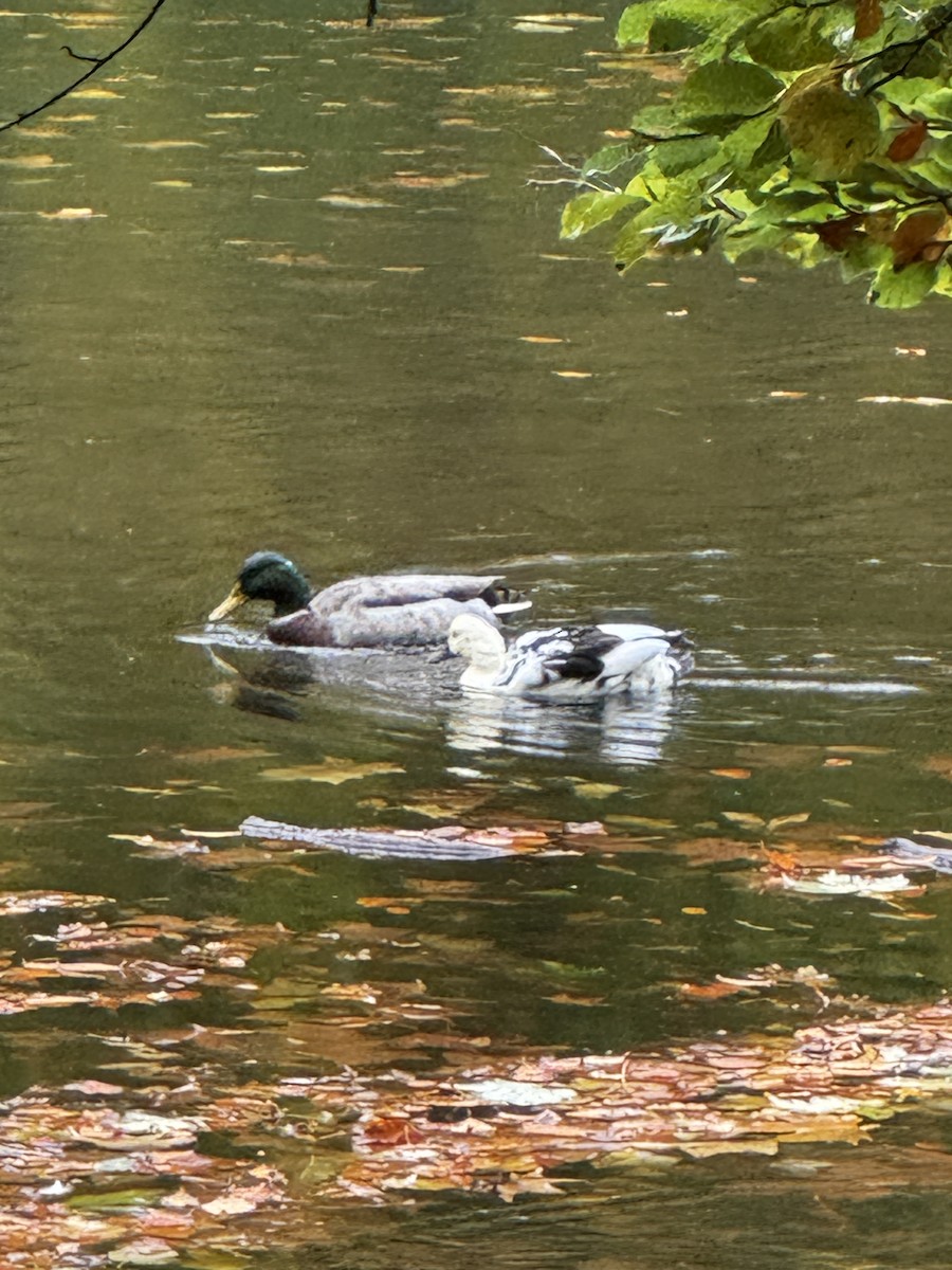 Mallard - ML644365204