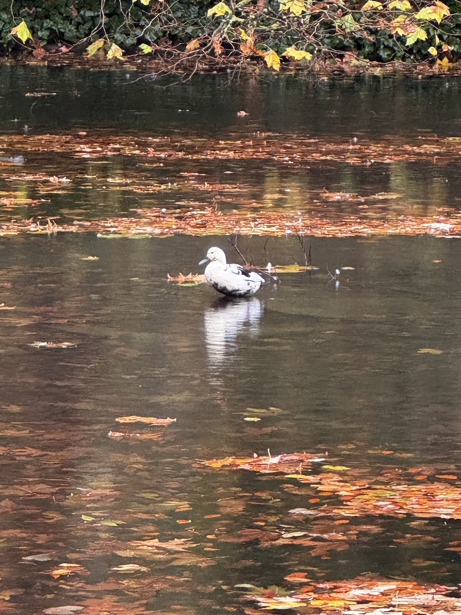 Mallard - ML644365206