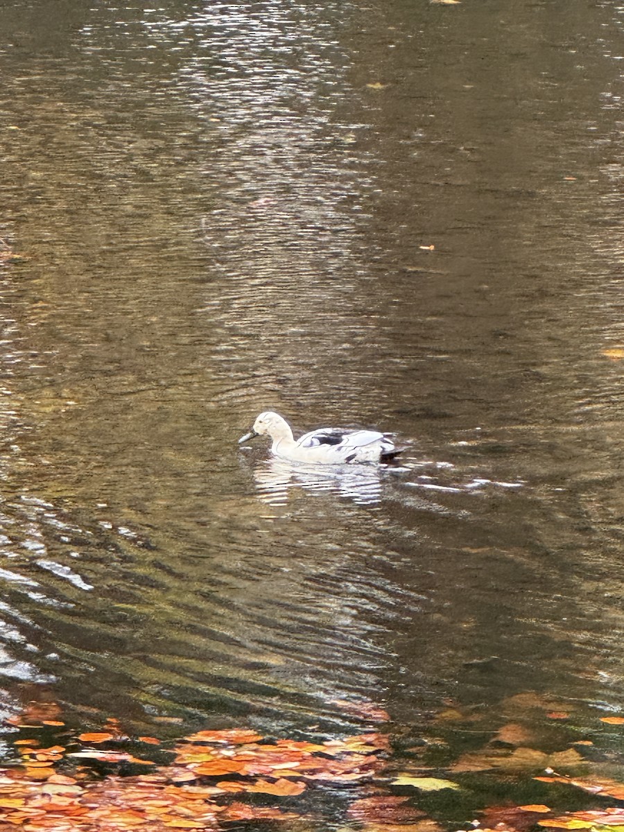 Mallard - ML644365207