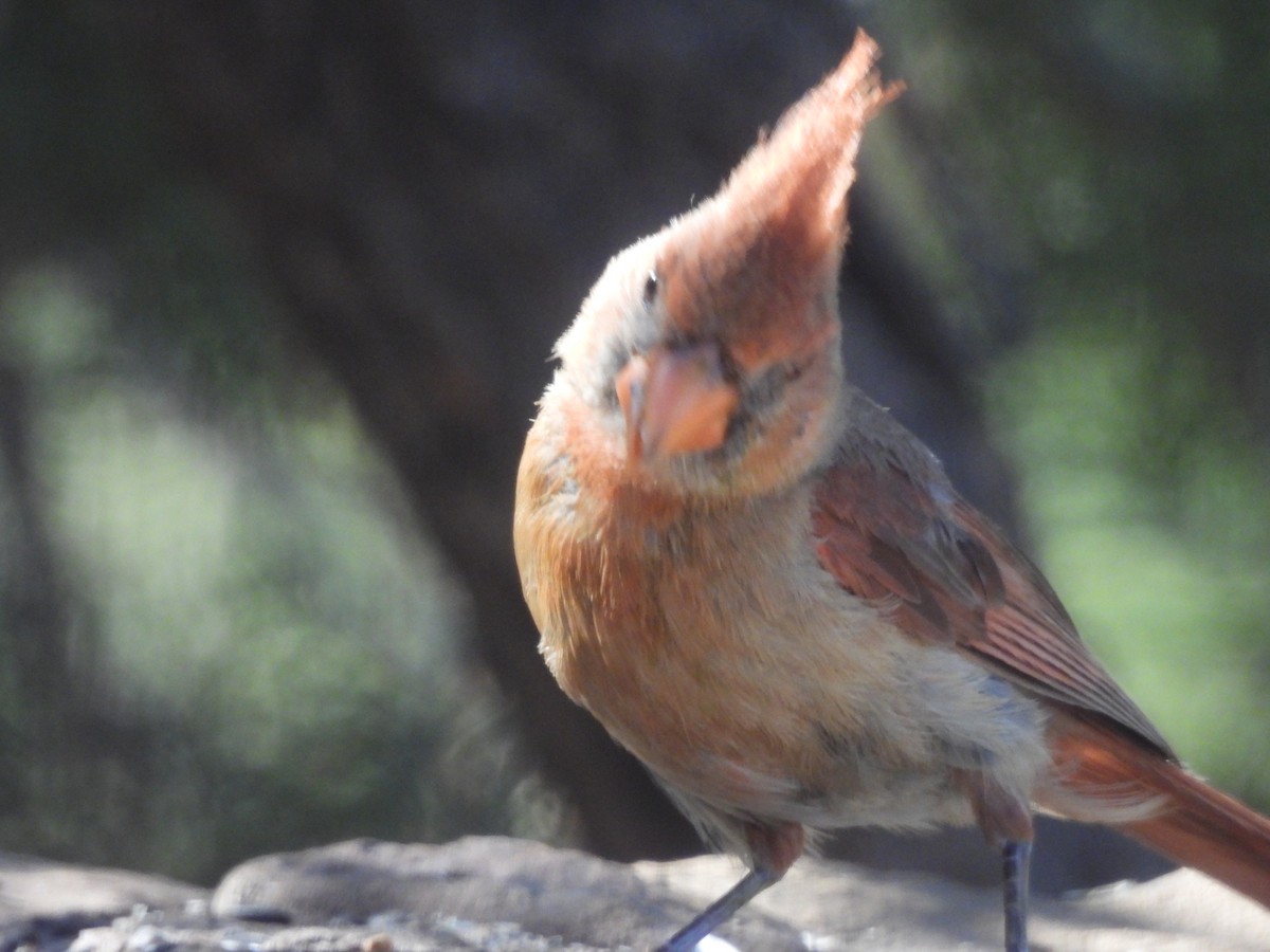 Northern Cardinal - ML644365209
