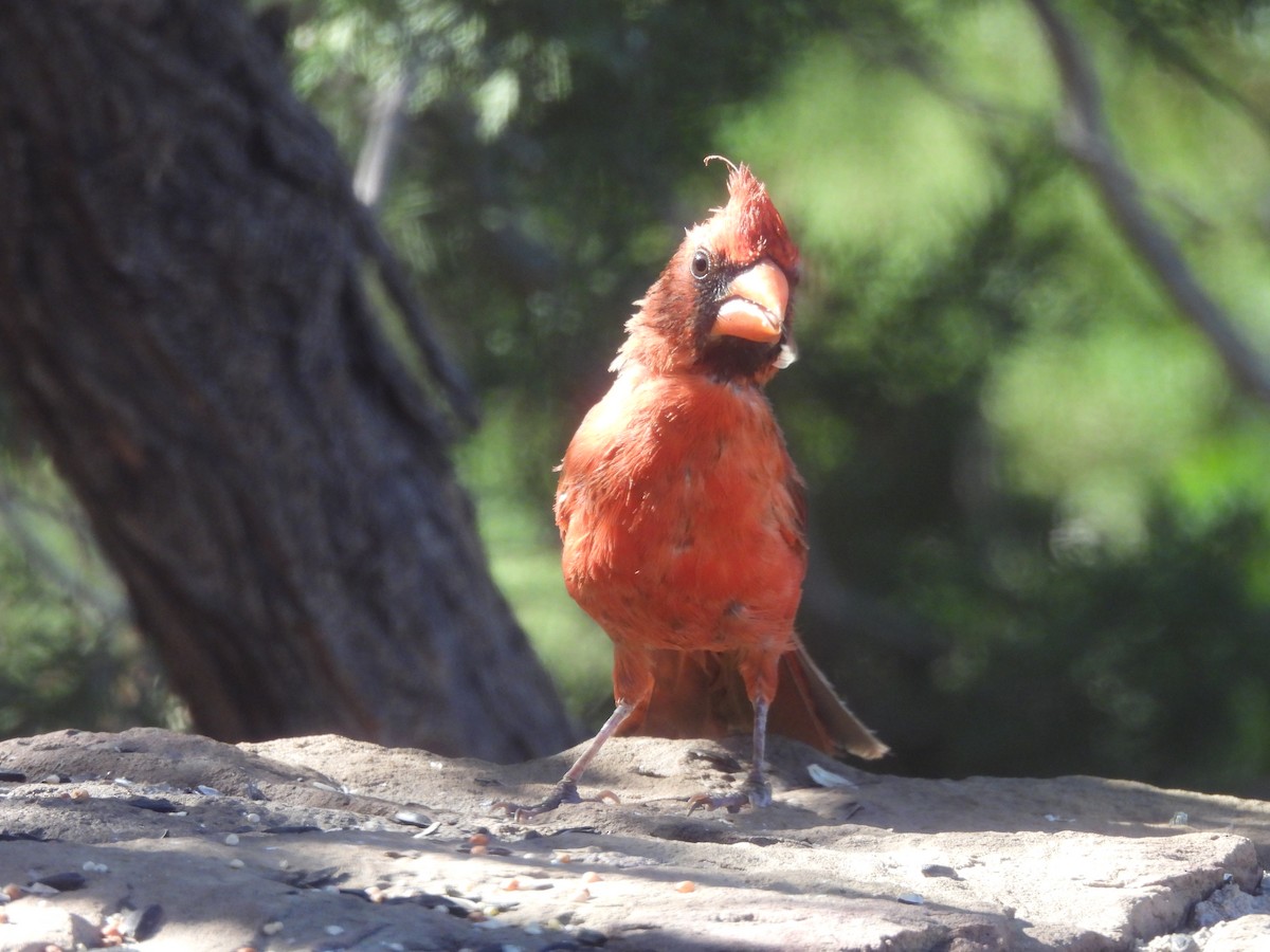 Northern Cardinal - ML644365210